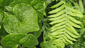 Wild Ginger & Ostrich Fern