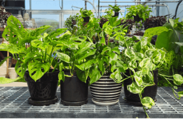 House Plants Even I Can't Kill