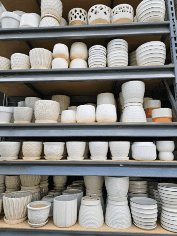 House Plants Even I Can't Kill