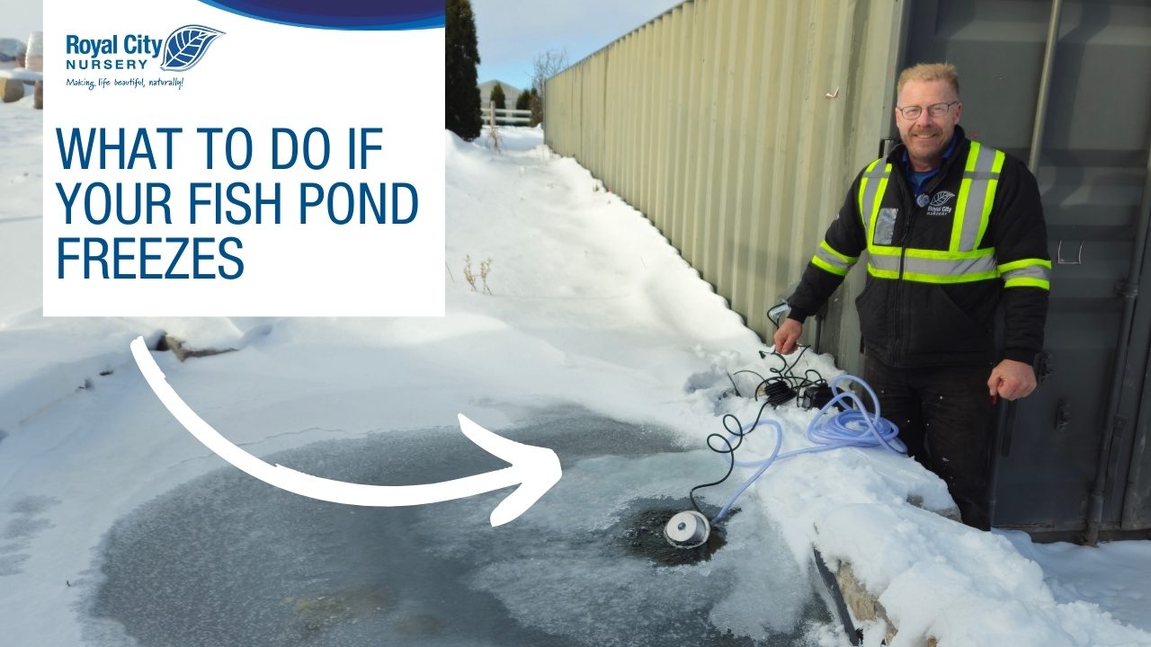 What To Do If Your Fish Pond Freezes Over