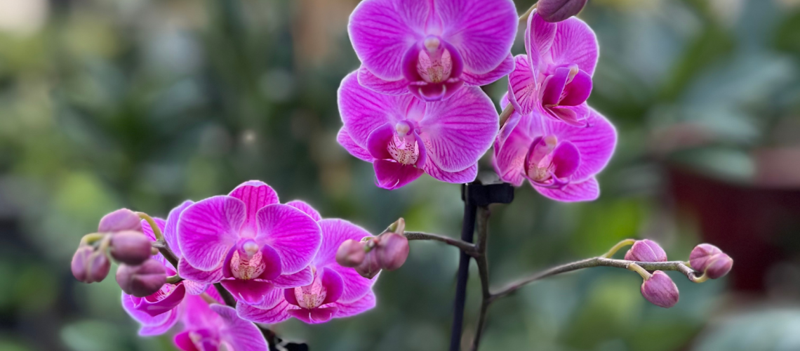 Orchid
