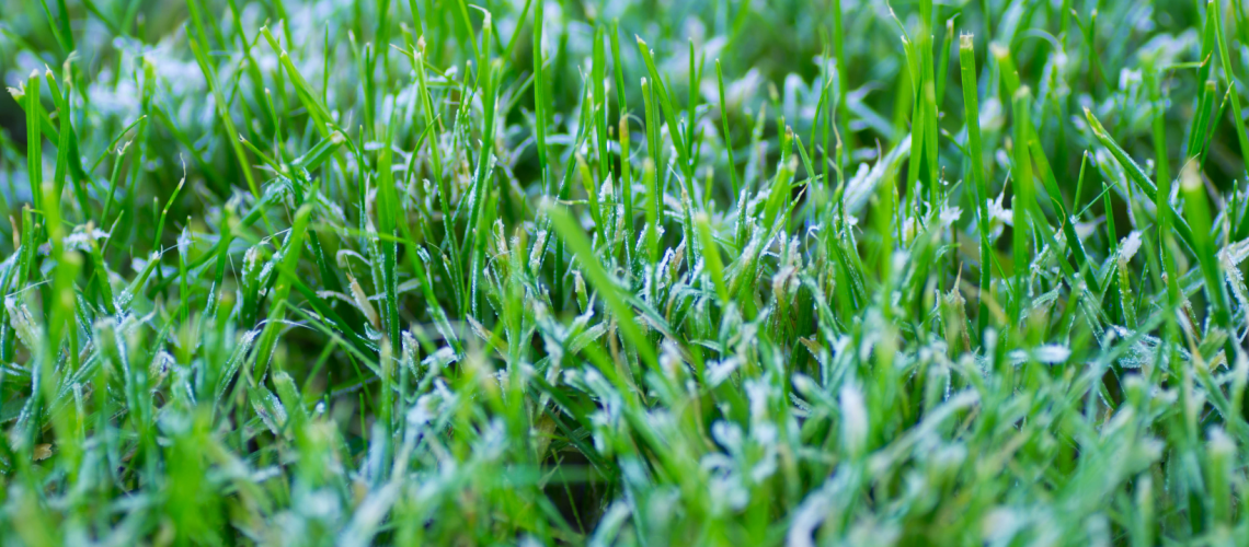 Title Image: Lawn