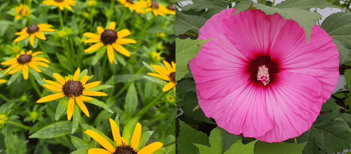 August in the Garden