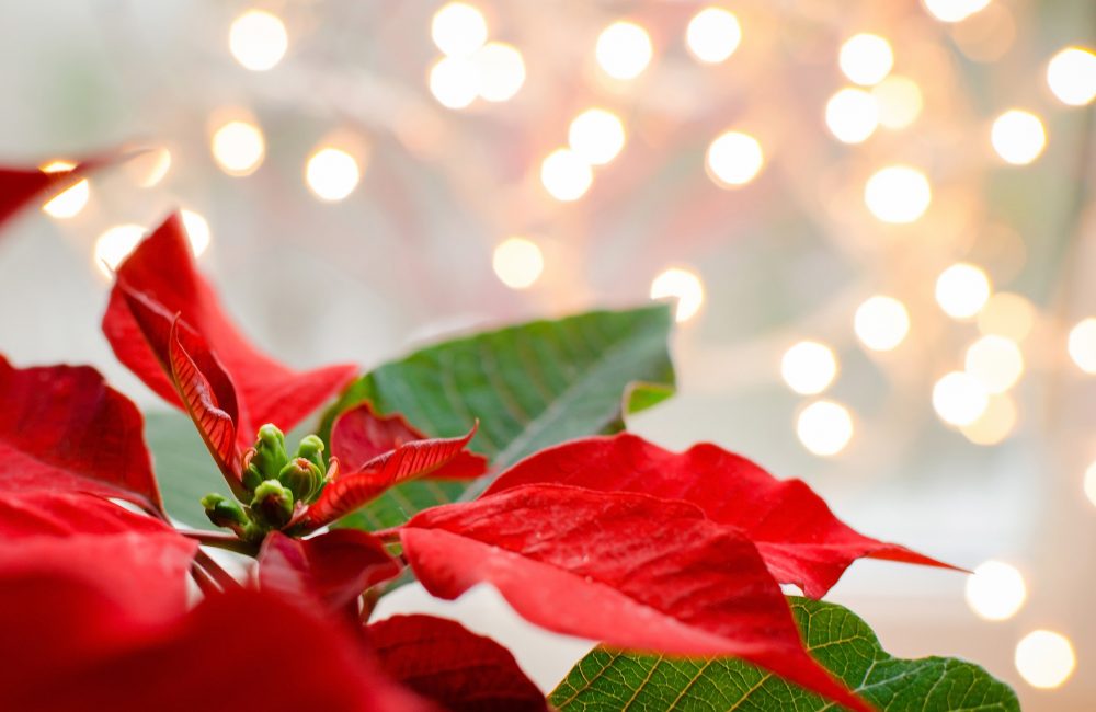 Christmas flower poinsettia indoor on defocused lights background space for text