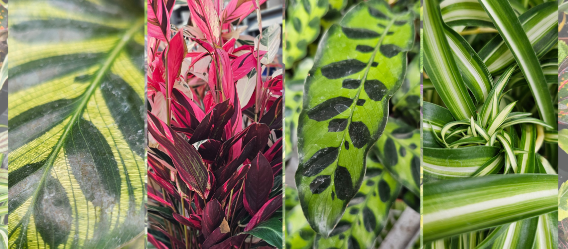 Blog Image - Pet Friendly Plants