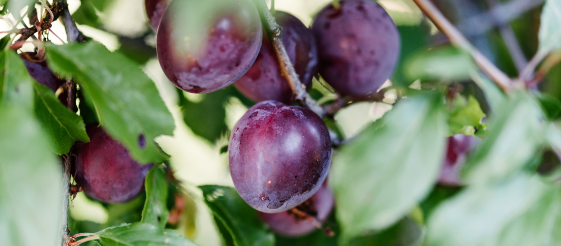 Plum Tree - Blog Title