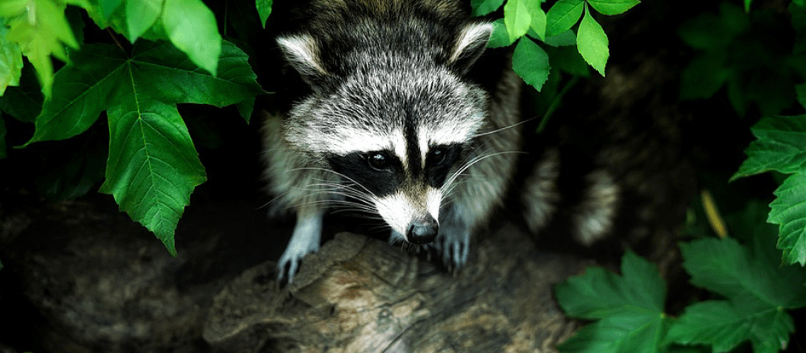 pest in the ontario garden raccoon