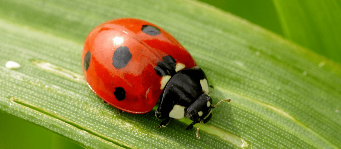 pollinator ladybug