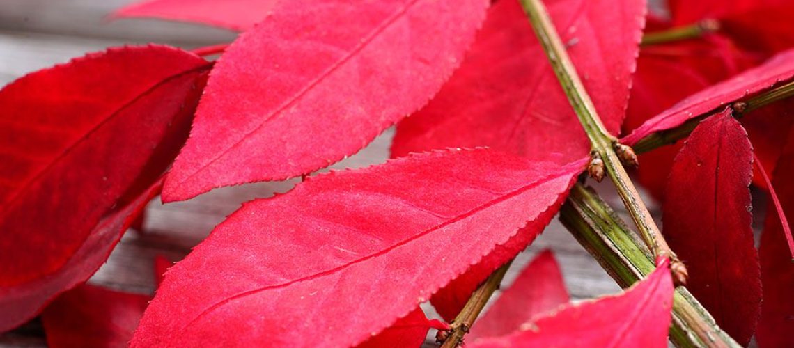 RCN-The Best Shrub for Fall Colour Burning Bush-dwarf burning bush foliage_2