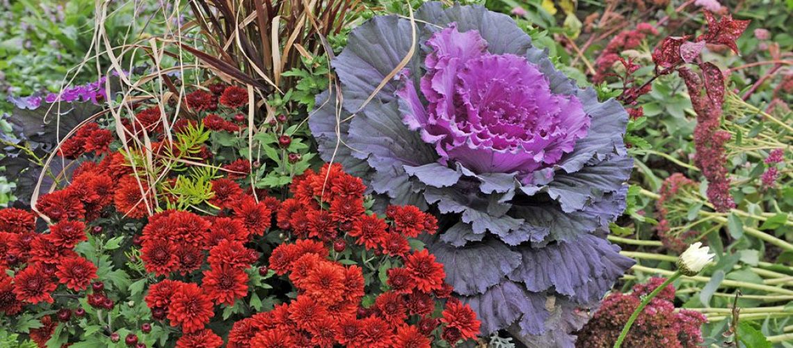 Royal City Nursery chrysanthemum and ornamental cabbage fall planter