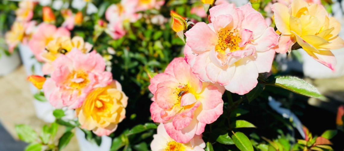 Summer Roses | Blog Post Image