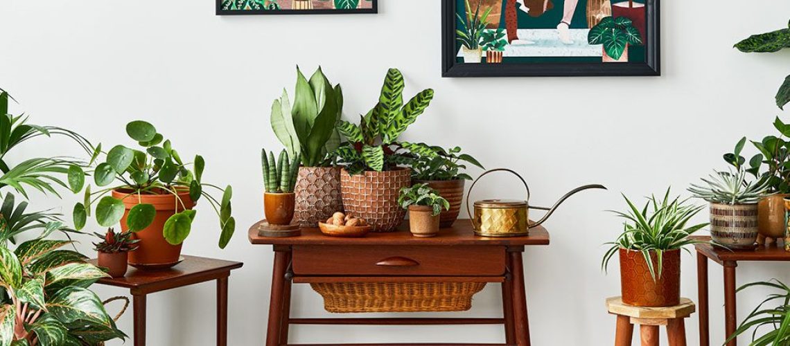 Royal City Nursery Best Gifts to Give a Houseplant Lover-houseplant room