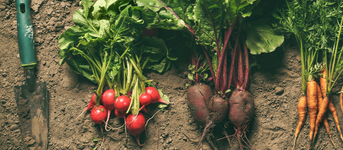 Royal-City-Nursery--Fall-Vegetable-Gardening-in-Guelph-turnips-radish-and-carrots