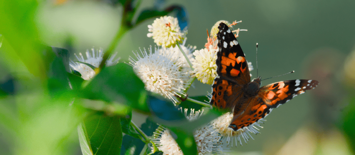 Royal City Nursery-Guelph Ontario-Butterfly on a buttonbush plant