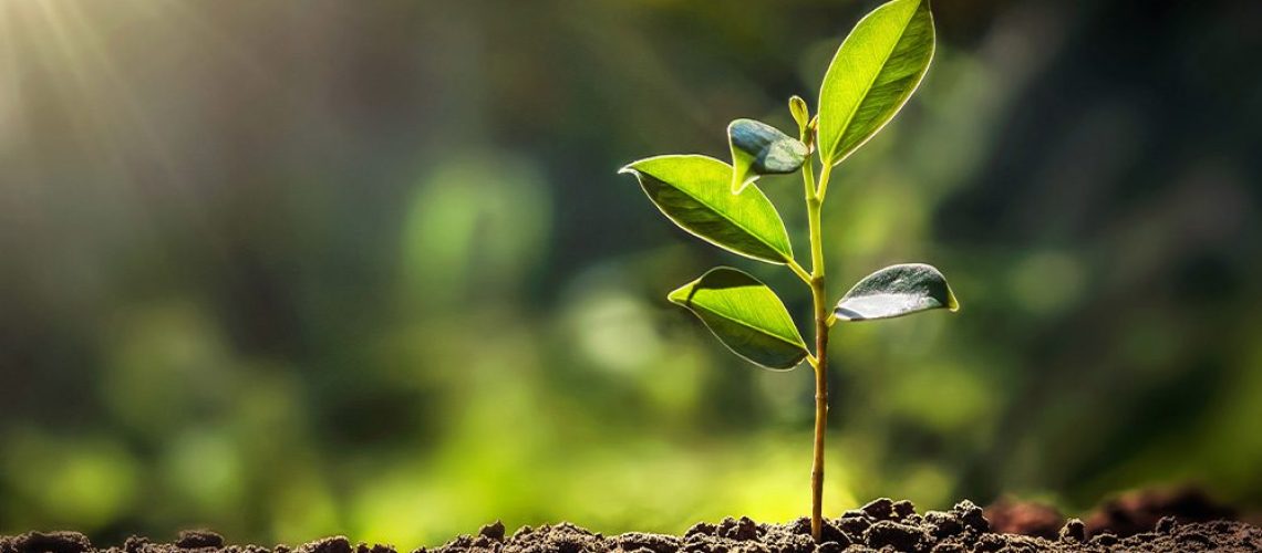 Royal City Nursery-Guelph-Ontario-Celebrate Our Earth Day Birthday-seedling growing
