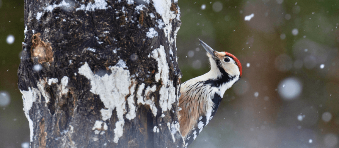 Royal City Nursery-Guelph-Ontario-Celebrate Winter Birds-woodpecker