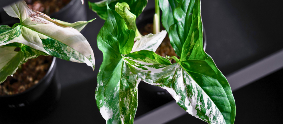 Royal City Nursery-Guelph-Ontario-Coolest Winter Houseplants-albo syngonium
