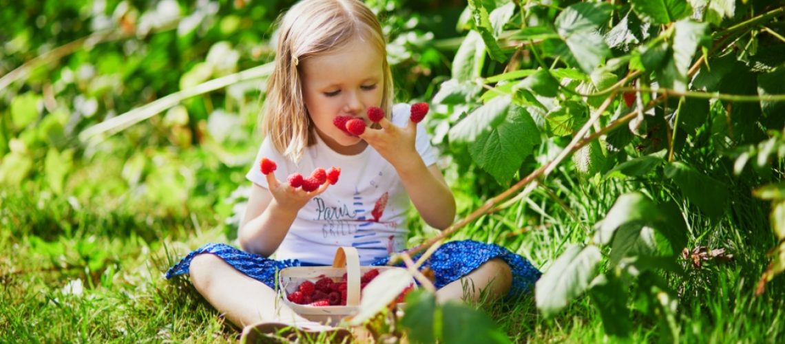 Royal City Nursery-Guelph Ontario-Creating a Kid-Friendly Backyard-eating raspberries