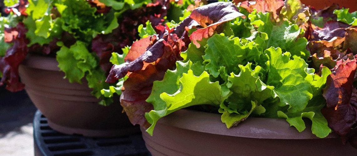 Royal City Nursery-Guelph-Ontario-Five Spring Edibles to Plant in Your Garden-lettuce bowls