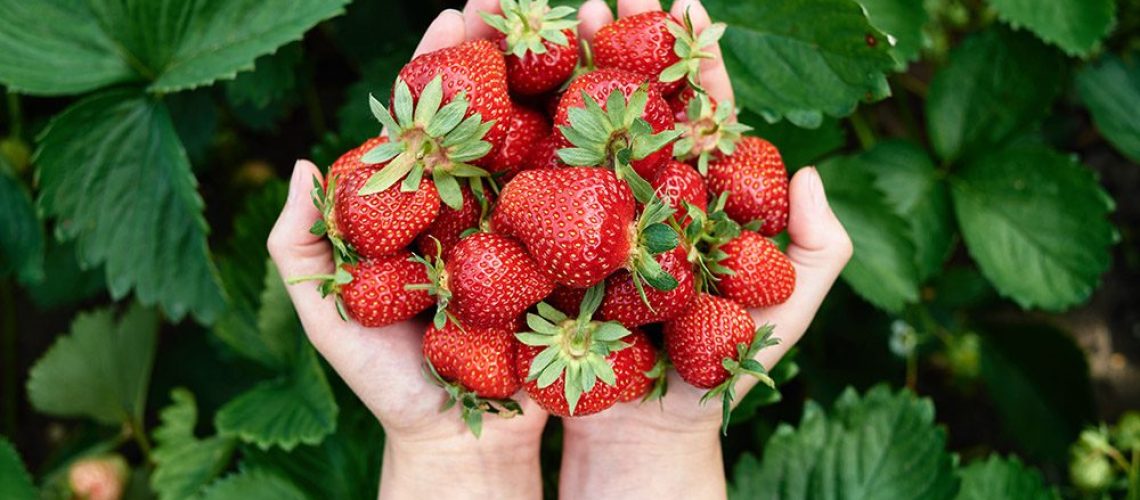 Royal City Nursery-Guelph-Ontario-Fruit Trees and Berry Bushes-strawberries in hands