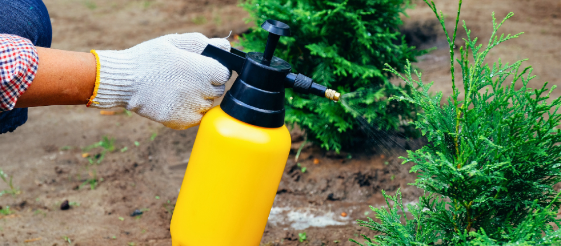 Royal City Nursery-Guelph Ontario-Get Your Garden Winter Ready-spraying evergreens