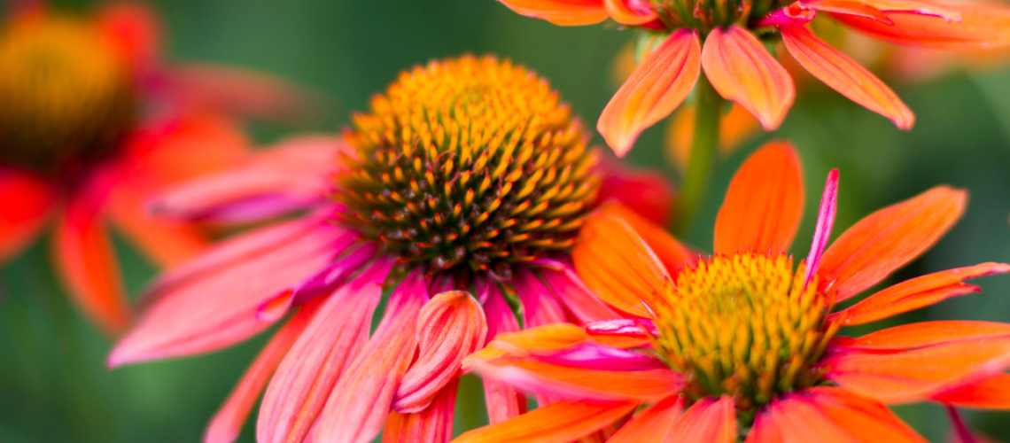 Royal City Nursery-Guelph-Ontario-Guelph Gardening in August-coneflowers