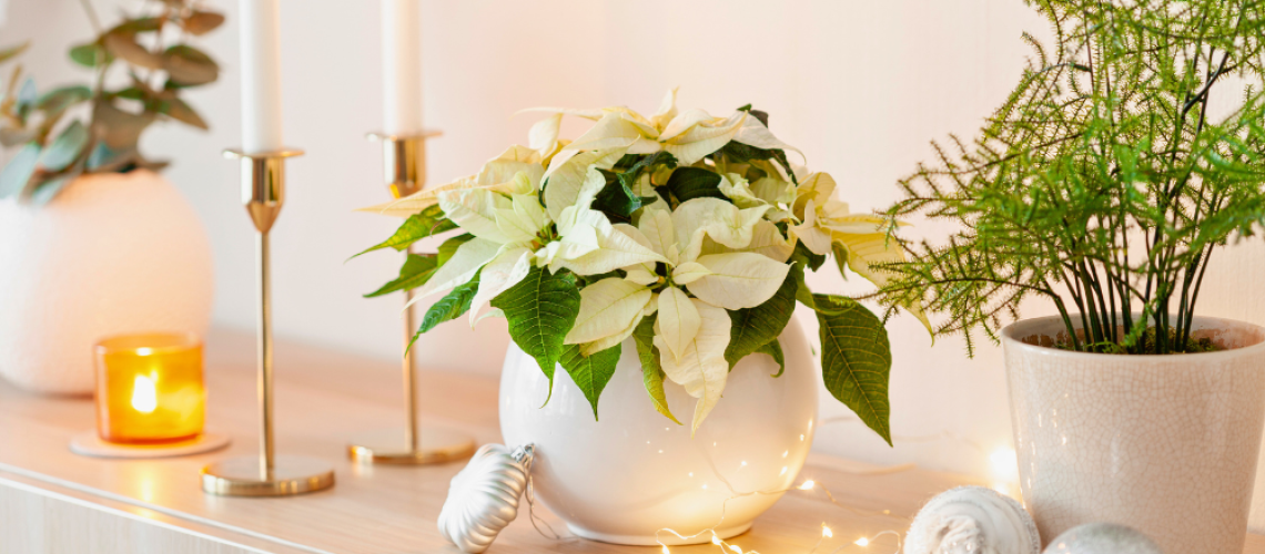 Royal City Nursery-Guelph Ontario-Make Enchanting Spaces for Winter-poinsettia decor