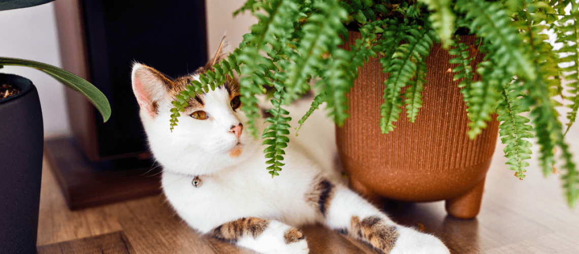 Royal City Nursery-Guelph Ontario-Your Guide to Pet-Friendly Houseplants-cat and fern
