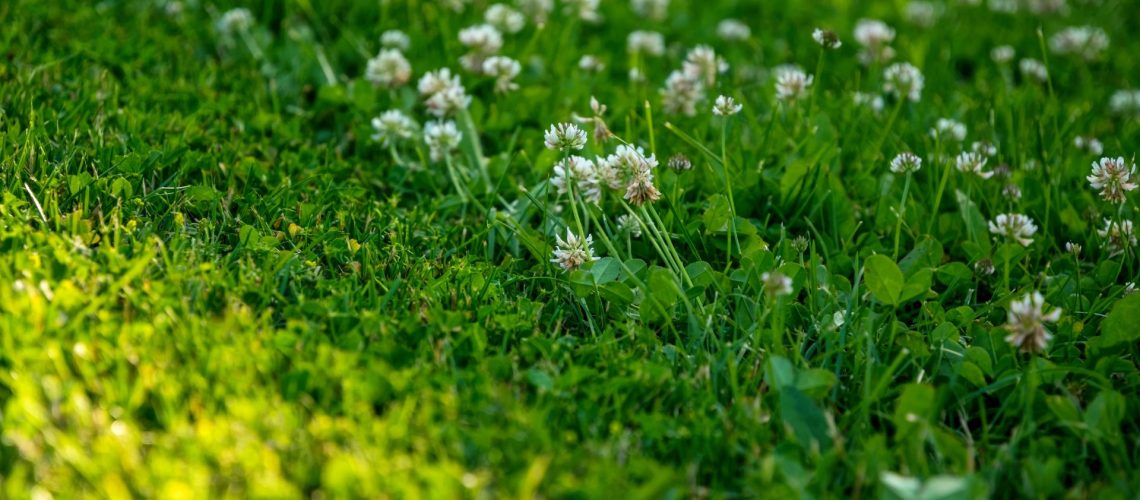 Royal City Nursery-Guelph-ontario-Everything You Need to Know About Lawn Alternatives-clover lawn