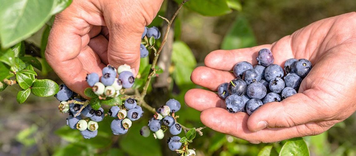 Royal City Nursery -Harvesting Fruits and Vegetables -harvesting blueberries