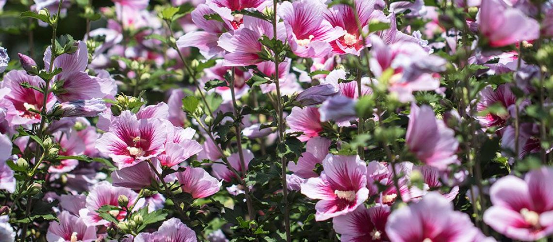 Royal City Nursery -How to Grow Hardy Hibiscus in Ontario-blooming hardy hibiscus