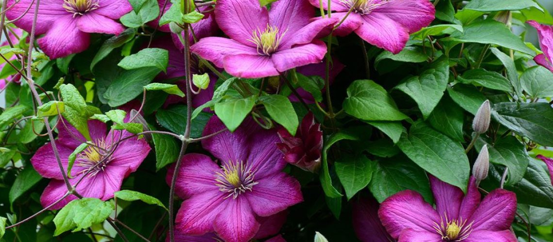 Royal City Nursery - How to Prune Clematis -purple clematis