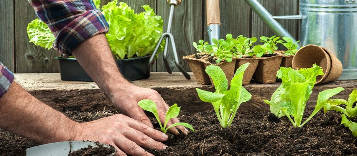Royal City Nursery-Ontario-8 Reasons to Start Growing Your Own Food from Seed-planting lettuce