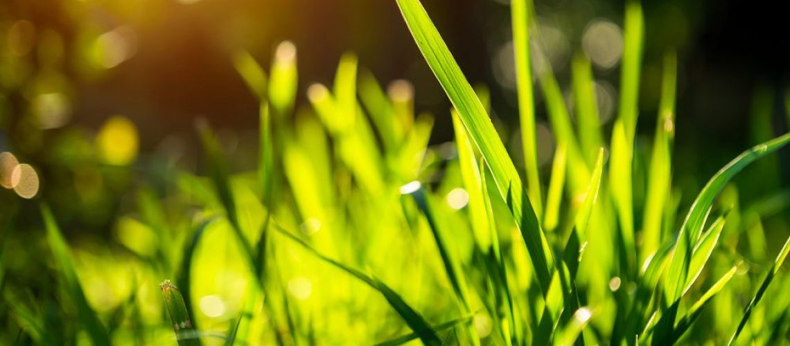 Royal City Nursery-Ontario-Fall Landscape Care Part 3 Lawn Care-blades of grass