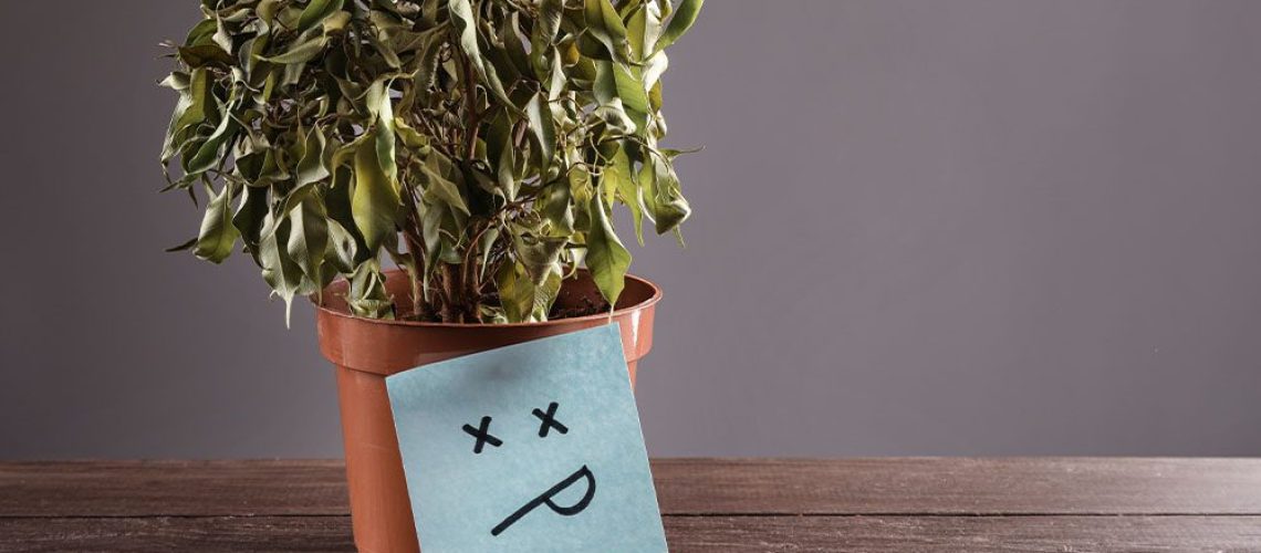 Royal City Nursery-Ontario-How to Cure a Grumpy Houseplant-dead houseplant