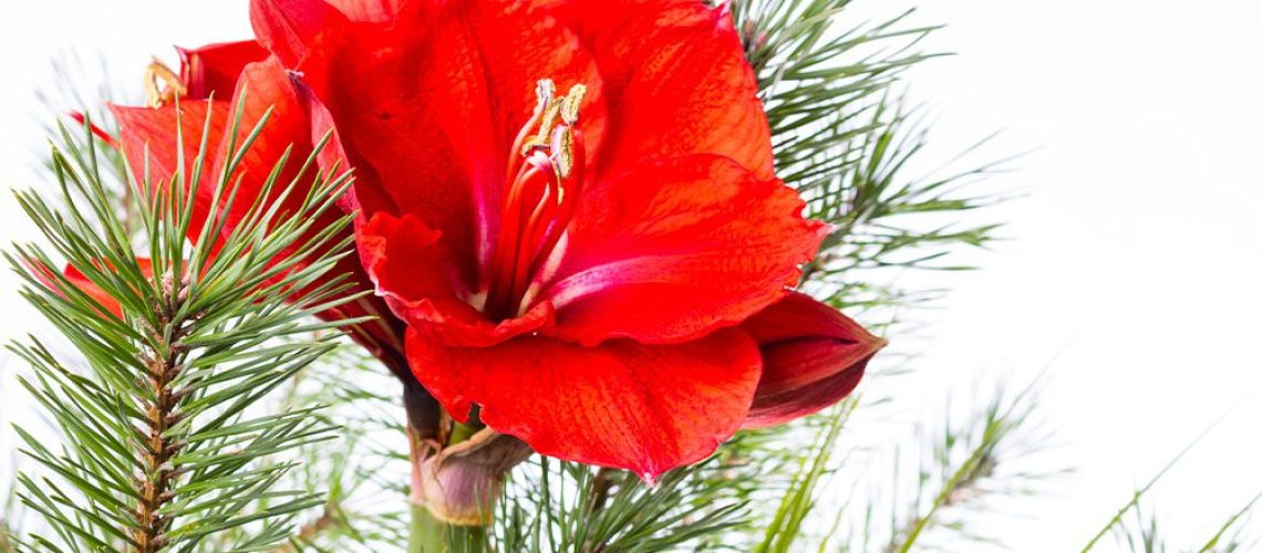 Royal City Nursery-Ontario-Myth-Busting Toxic Holiday Plants-amaryllis red bloom