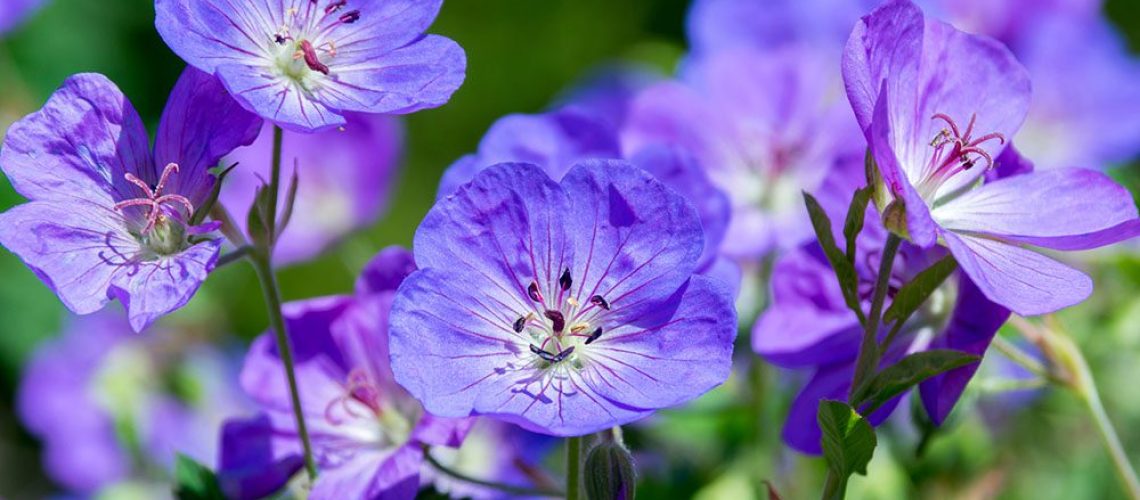 Royal City Nursery-Ontario-Perennials to Plant Before the Snow Flies-cranesbill geranium