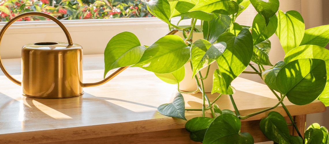 Royal City Nursery-Ontario-Pothos Care Guide-pothos houseplant in the sunlight