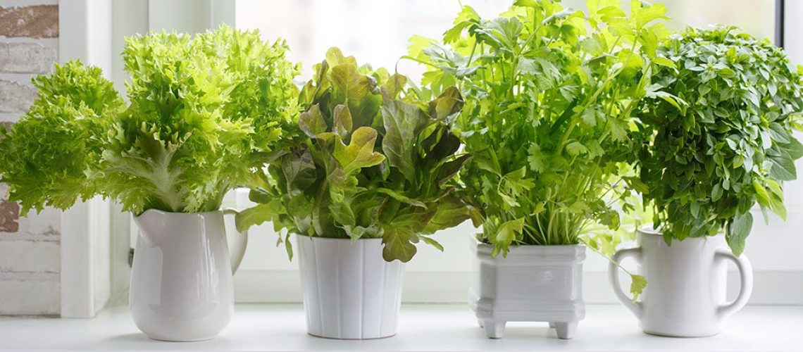 Royal City Nursery-Ontario-The Best Plants and Edibles to Grow in Your Kitchen-lettuce and herbs