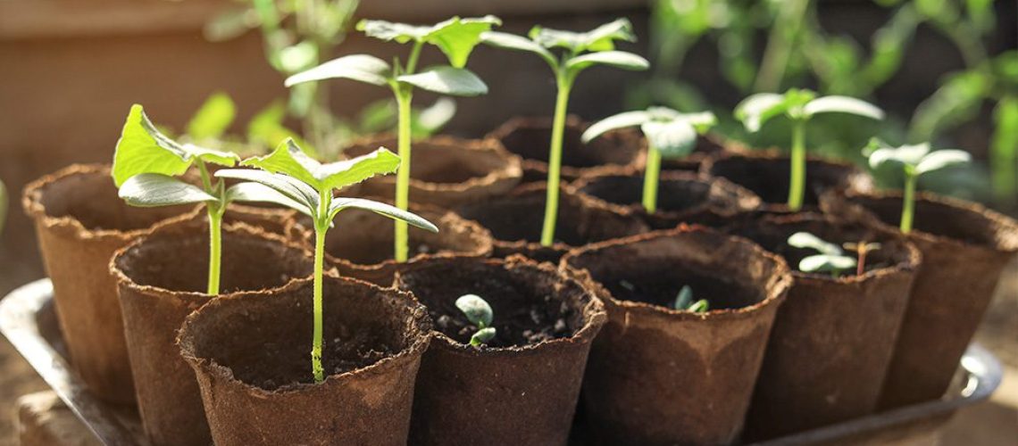 Royal City Nursery-Ontario-seed-starting-guide