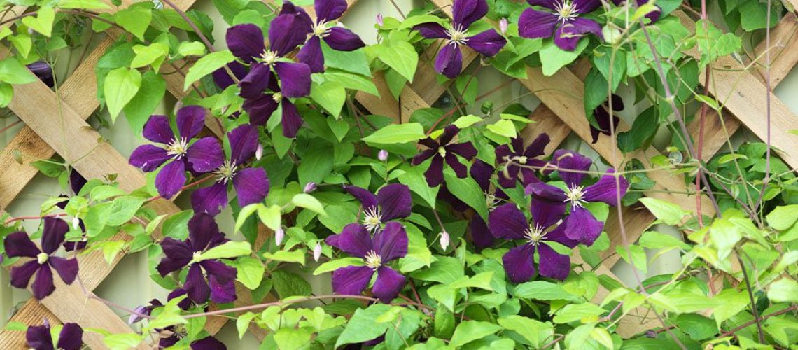 Royal City Nursery-Support Structures For Your Garden -clematis on trellis