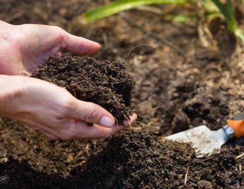 Royal City Nursery -Water Wise Gardening for Conservation in Guelph-checking soil moisture Royal City Nursery -Water Wise Gardening for Conservation in Guelph-checking soil moisture