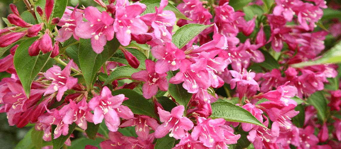 The 5 Best Colourful Shrubs for Guelph | Royal City Nursery