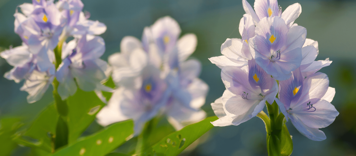 Water Hyacinth