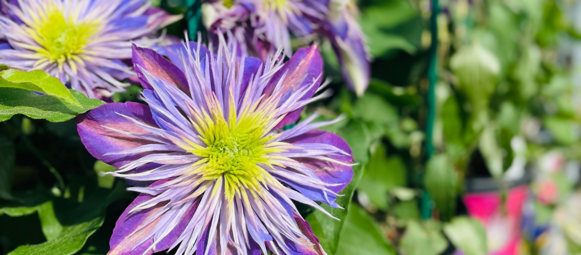 TITLE - CLEMATIS