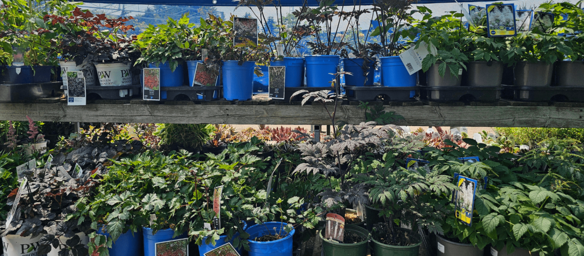 Shade Friendly Perennial Plants