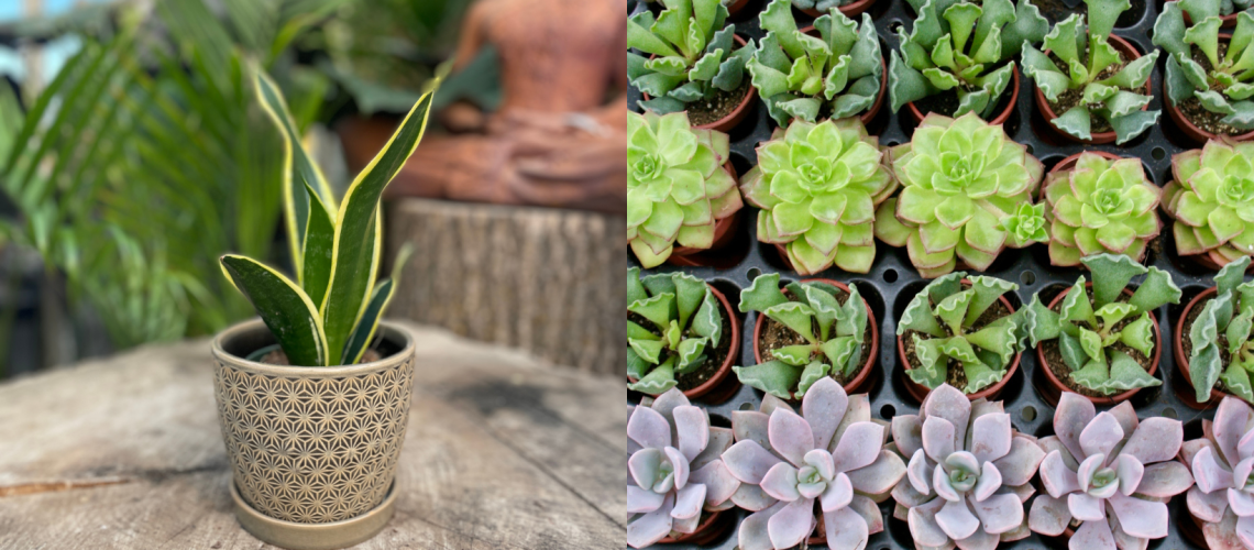 Blog Title Image - Easy Plants