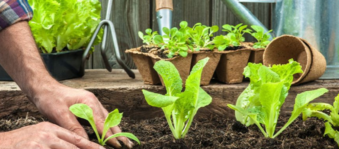 Title Top 5 Easy Plants