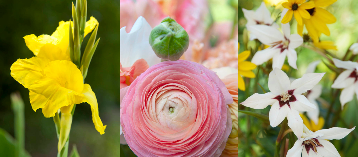 Title: Spring Planting Bulbs