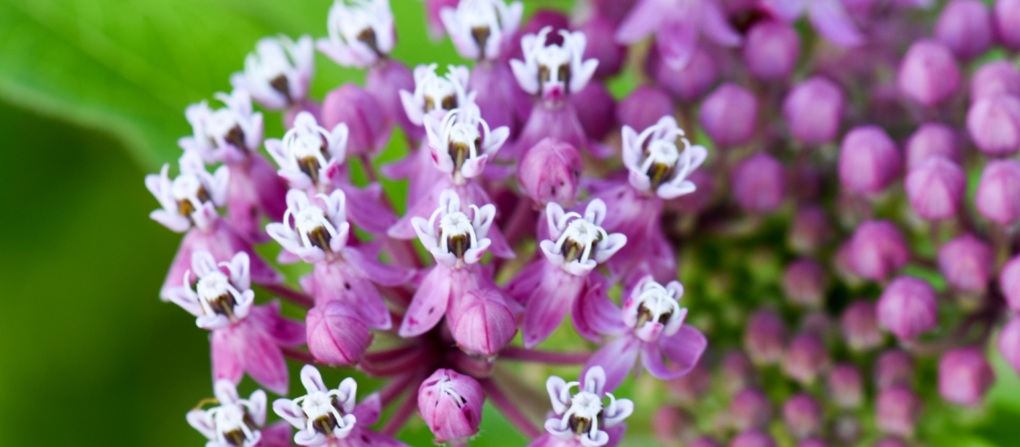 Swamp Milkweed
